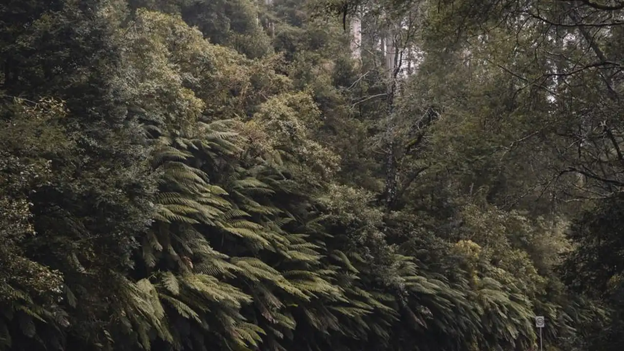 苹果在线观看免费高清电视剧荣耀